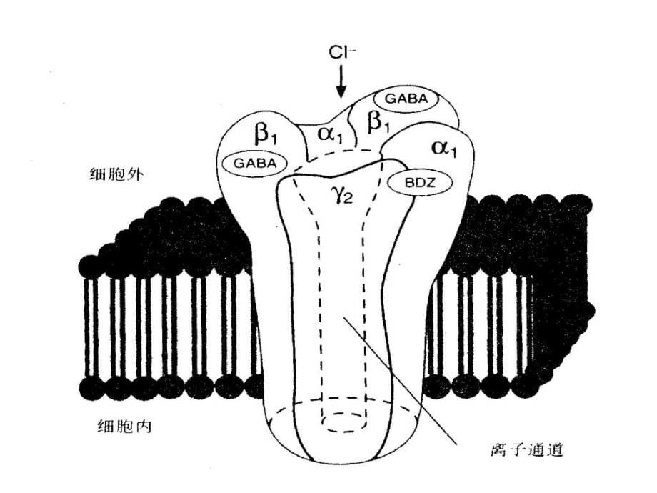 基础医学第十三章 抗癫痫药和抗惊厥药_1课件_第5页