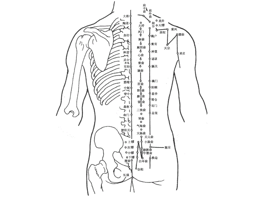 人体经络穴位图解大全ppt课件_第1页