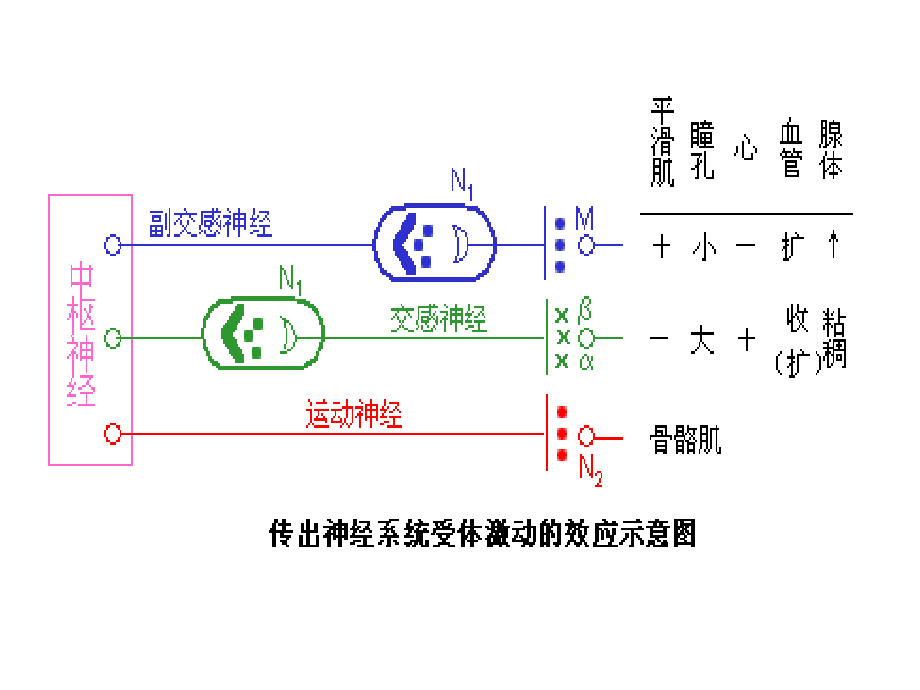 传出神经系统药理学概论_28课件_第3页