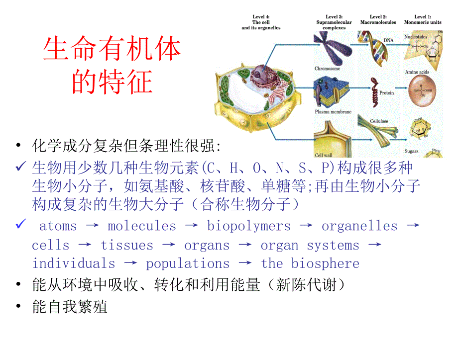 生物化学ppt课件_第4页