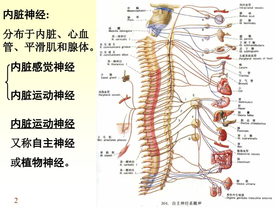 内脏神经课件_15_第2页