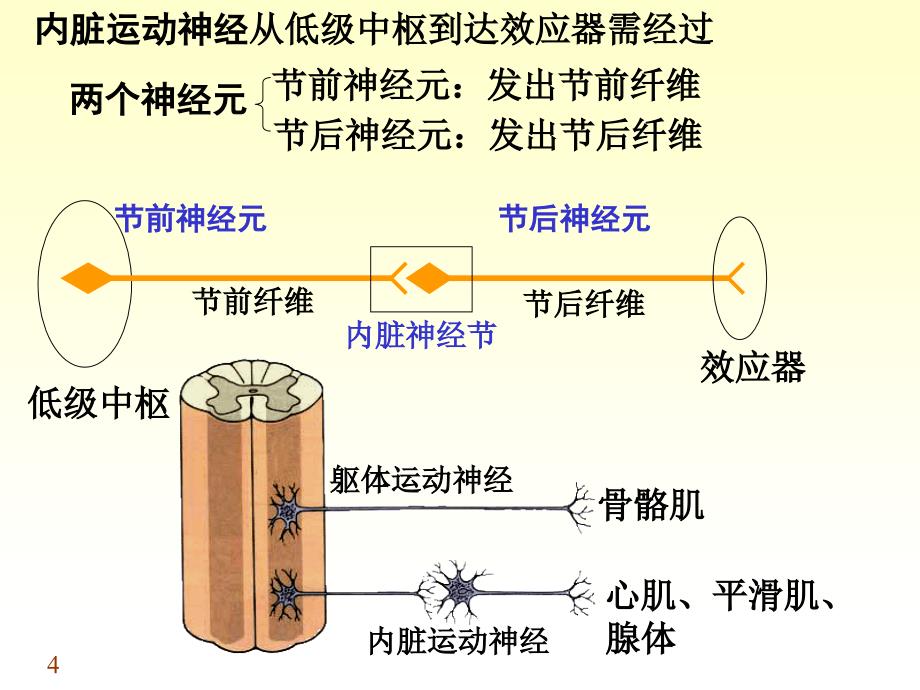 内脏神经课件_15_第4页