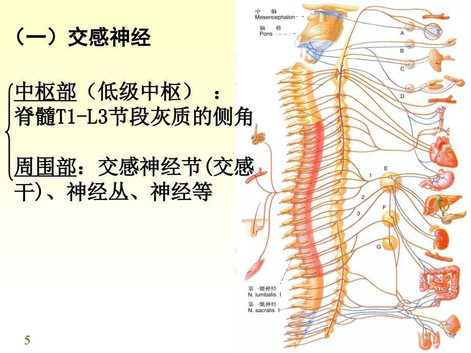 内脏神经课件_15_第5页