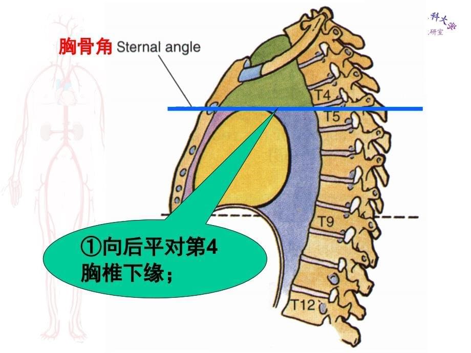 局部解剖学_胸部医学课件_第5页