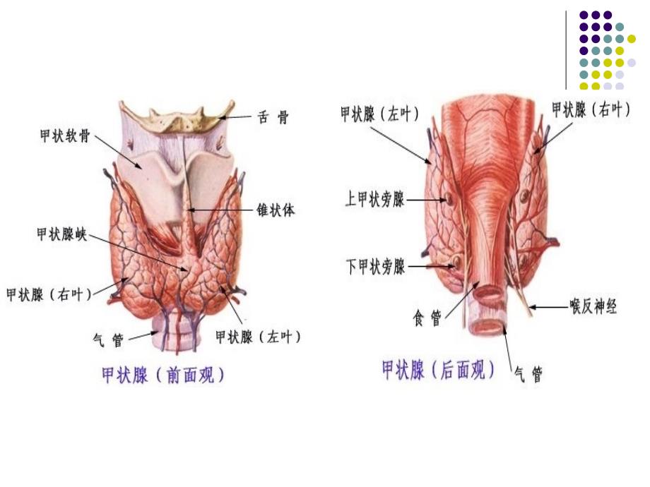 颈部疾病病人的护理_6课件_第2页