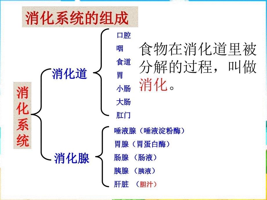 2013春冀教版七下第一章《合理膳食平衡营养》复习课件_第5页