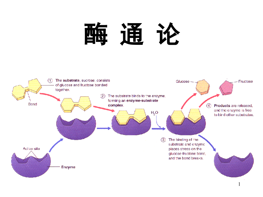 王镜岩生物化学（上）课件014酶通论动力学_第1页