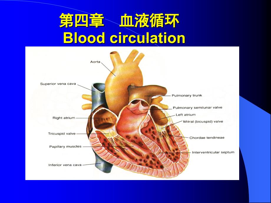生理学课件循环1心脏泵血的过程和机制_第1页