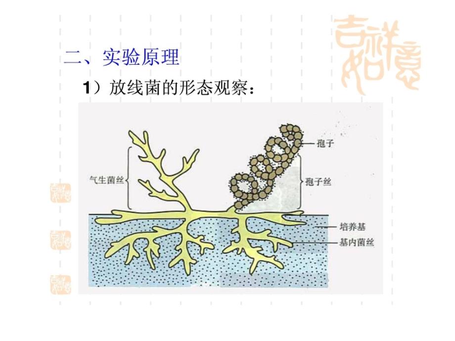 放线菌酵母菌霉菌的观察迟疑及微生物大小的测量精彩课件_第2页