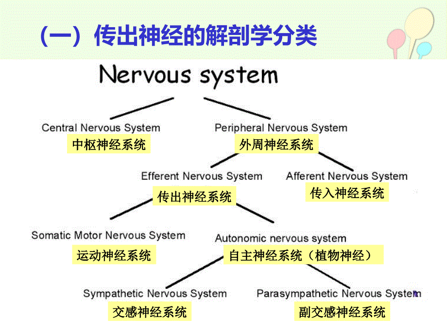 传出神经系统药_14课件_第3页