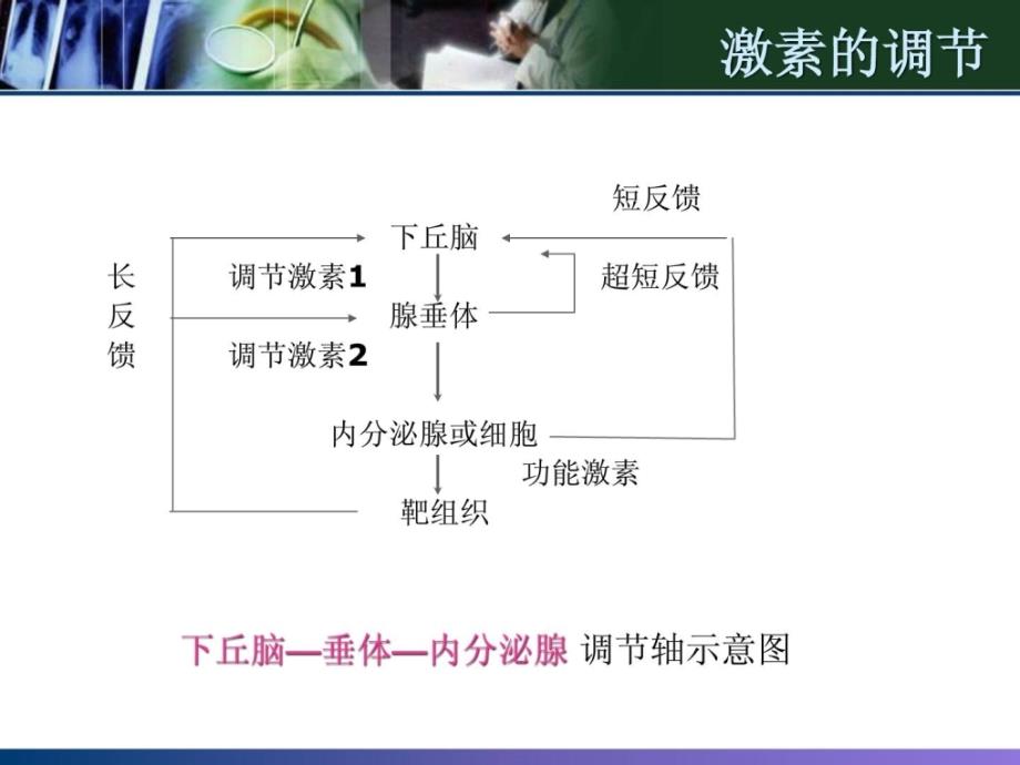 甲状腺相干激素检测的临床意义1485911987资料课件_第3页