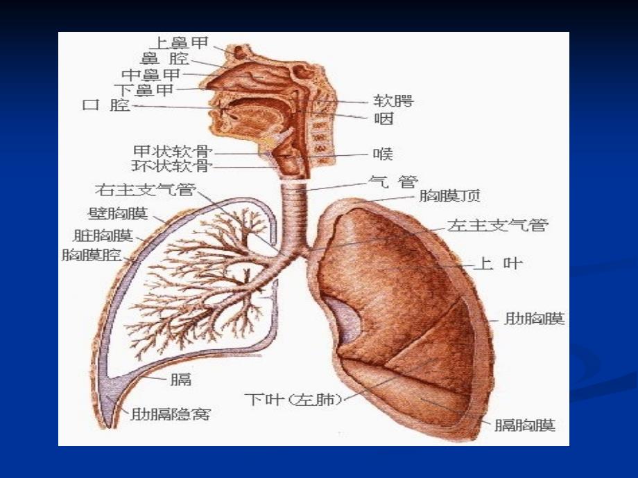 气管插管术幻灯片课件_第3页