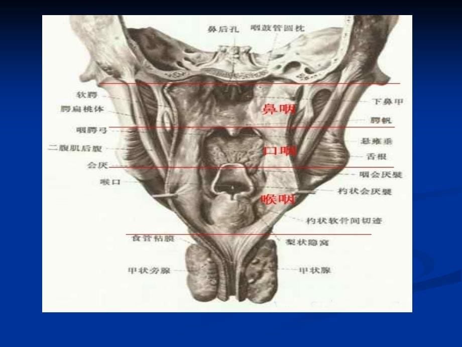 气管插管术幻灯片课件_第5页