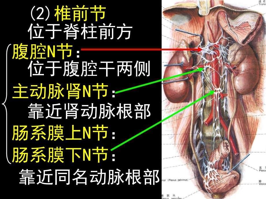 内脏神经1ppt课件_第5页