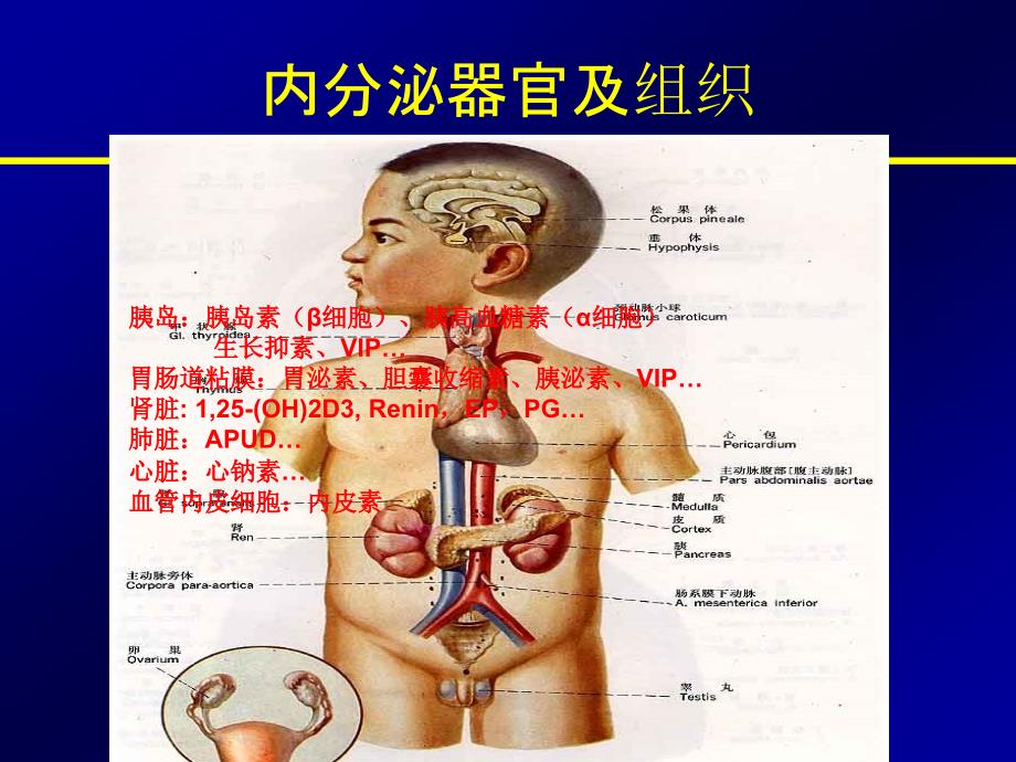 总论 腺垂体功能减退 单纯性甲状腺肿大（ppt）课件_第3页