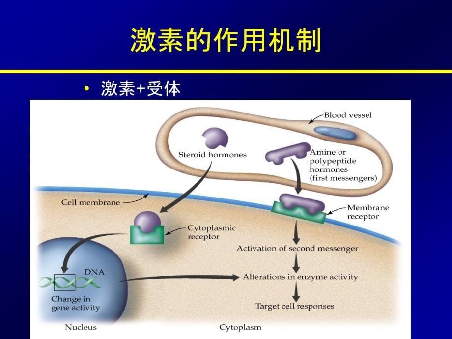 总论 腺垂体功能减退 单纯性甲状腺肿大（ppt）课件_第5页