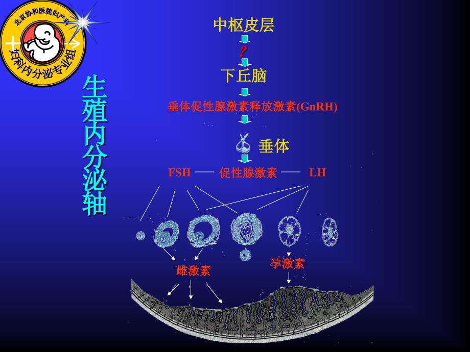 精品课件辅助生育促排卵治疗_第3页