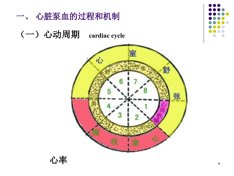 生理学课件循环（人卫第七版）（本）_第4页