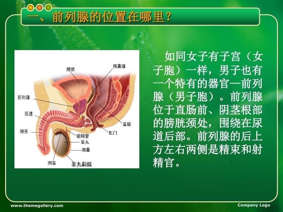 中医药防治慢性前列腺炎_4课件_第5页