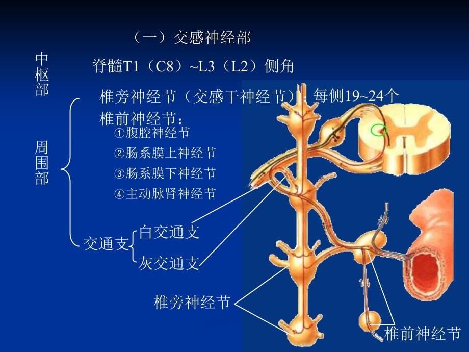 西医学课件内脏神经_第5页