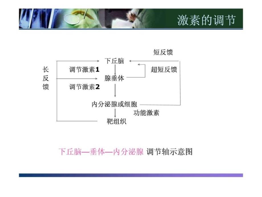 甲状腺相关激素检测的临床意义_2课件_第3页