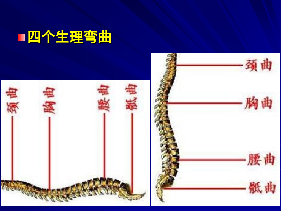 临床麻醉学课件椎管内麻醉_第4页