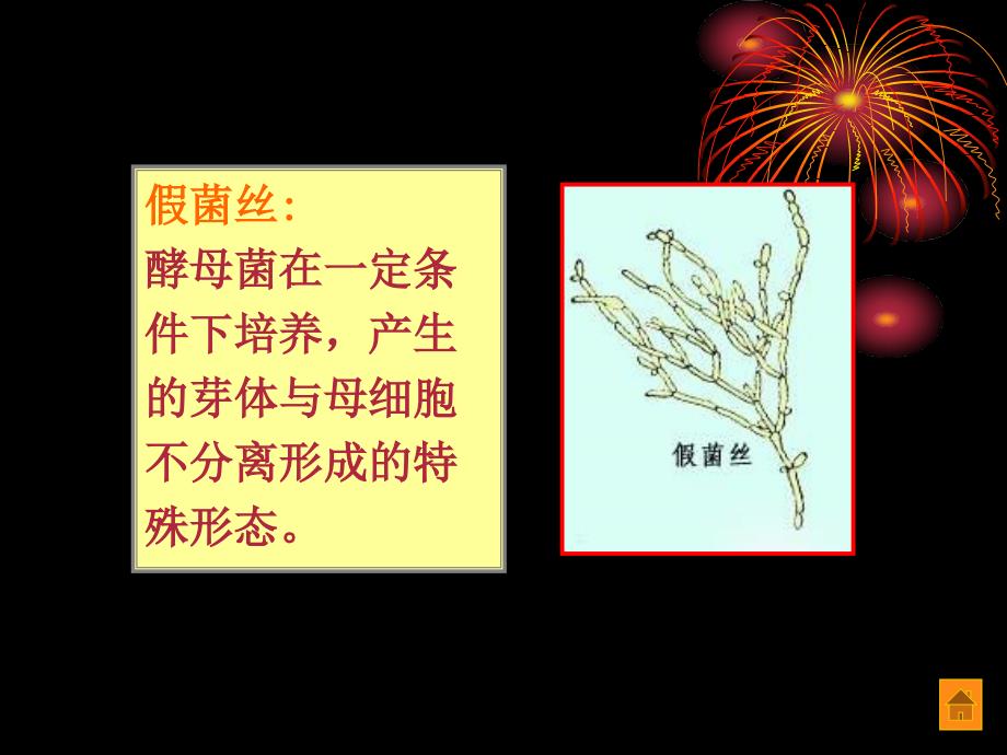 微生物考证课件 第二次课  第二节酵母菌第三节霉菌_第4页