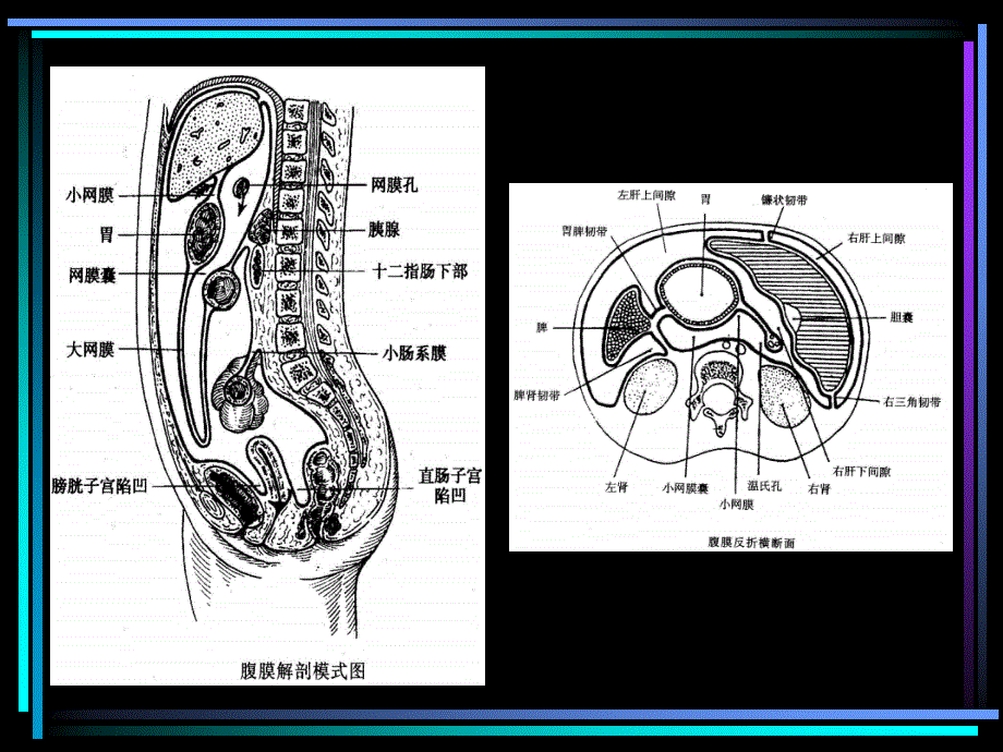 培训课件急性化脓性腹膜炎 ppt课件_第4页