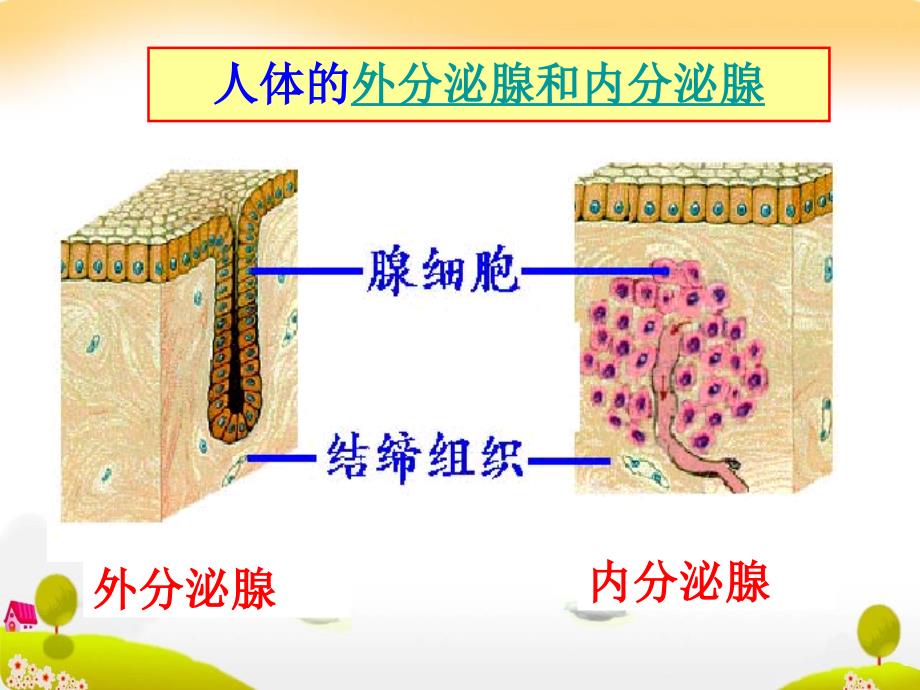 生物23《高等动物的内分泌系统与体液调节》课件（3）（浙科版必修3）_第4页