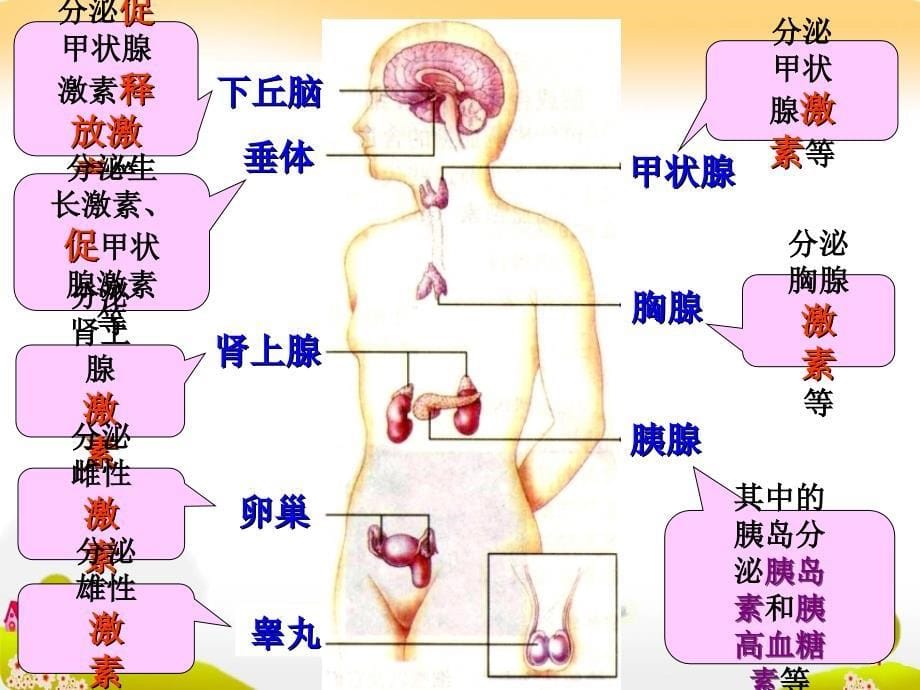 生物23《高等动物的内分泌系统与体液调节》课件（3）（浙科版必修3）_第5页