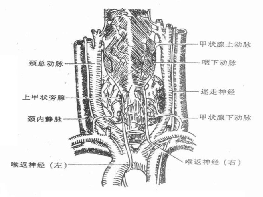 超声诊断学甲状腺宝典课件_第5页