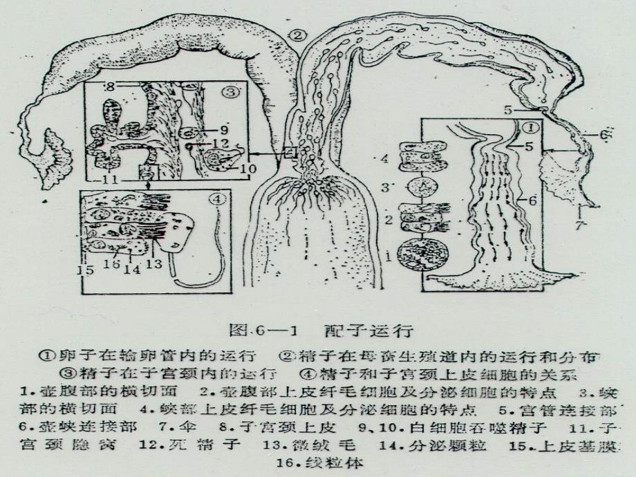 家畜繁殖学课件第五章 受精妊娠与分娩_1_第4页