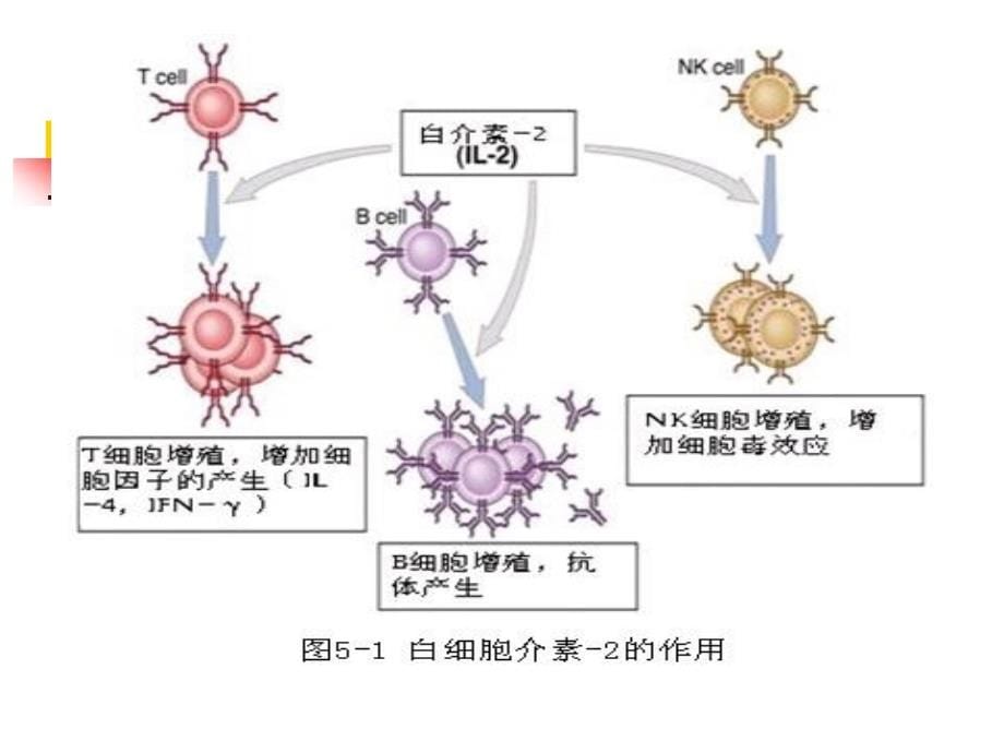 四川大学_医学免疫学课件 4细胞因子_第5页