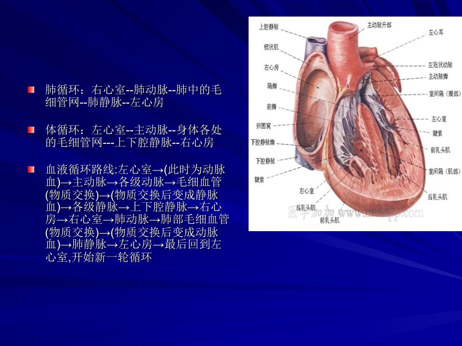 先天性心脏病的介入术护理ppt课件_第2页