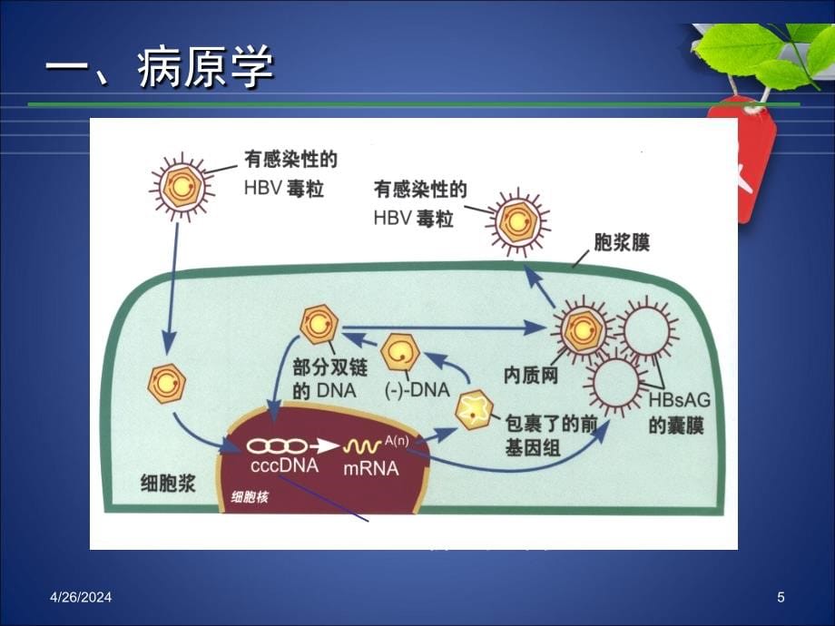 2013乙肝防治指南解读课件_第5页