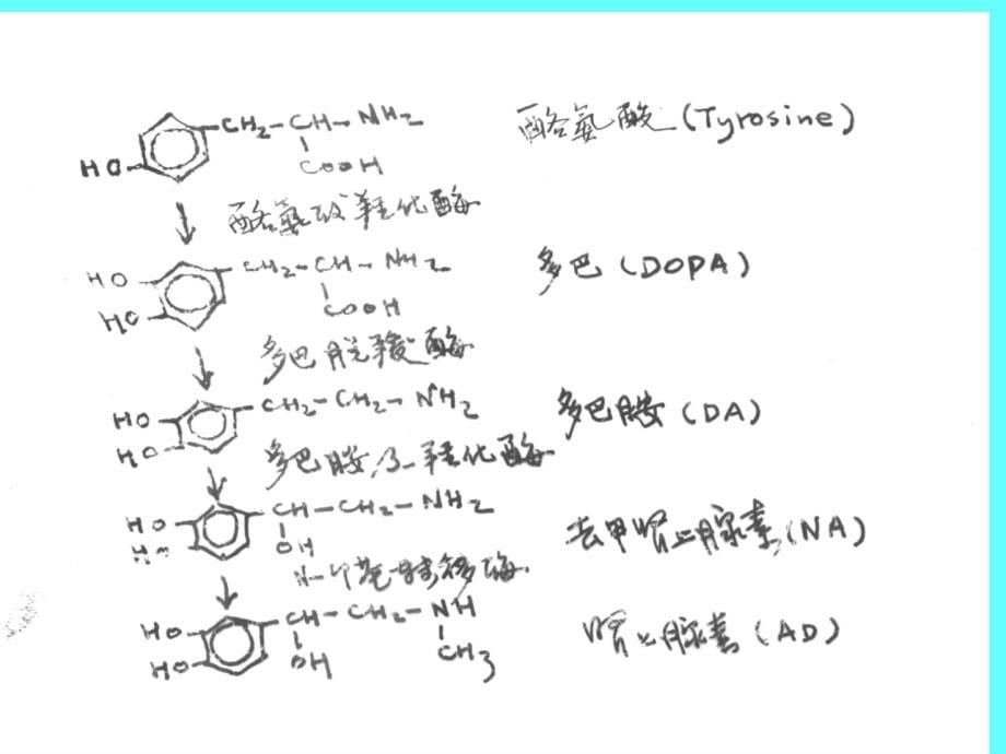 传出神经系统药理ppt课件_第5页