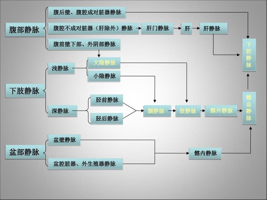 相关的血管解剖及穿刺部位的评估（护理）课件_第5页