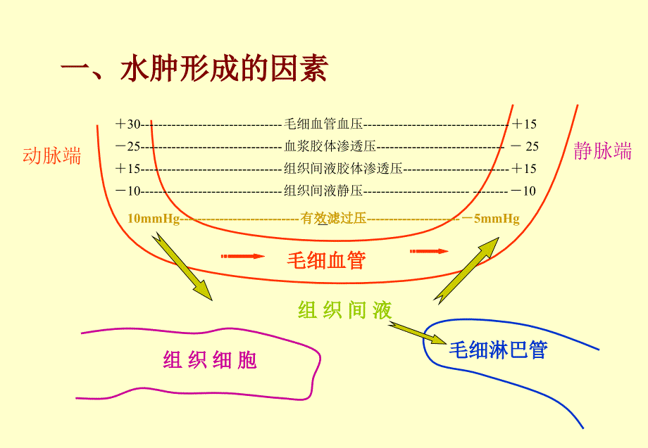 精品水肿综合征症状鉴别诊断课件_1_第3页