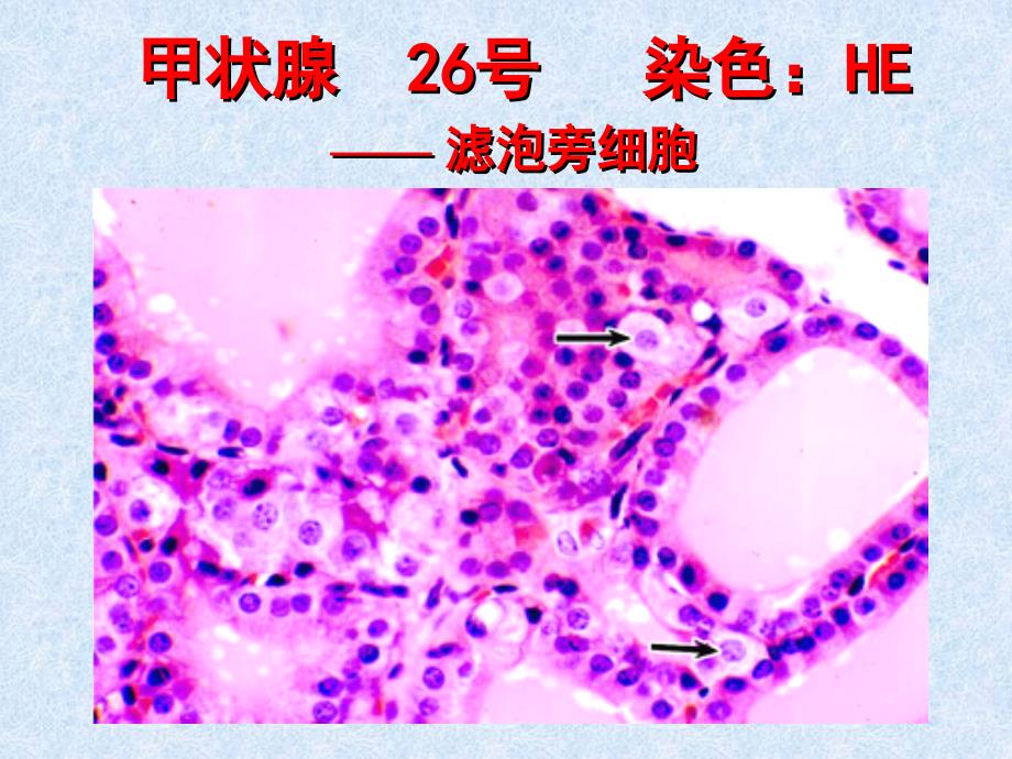 实验内分泌系统课件_第4页