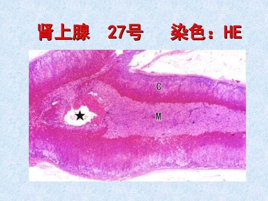 实验内分泌系统课件_第5页