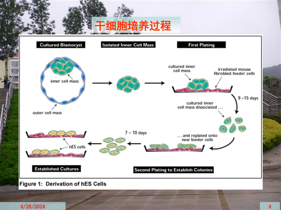 人类干细胞研究中的伦理问题（修改）ppt课件_第4页