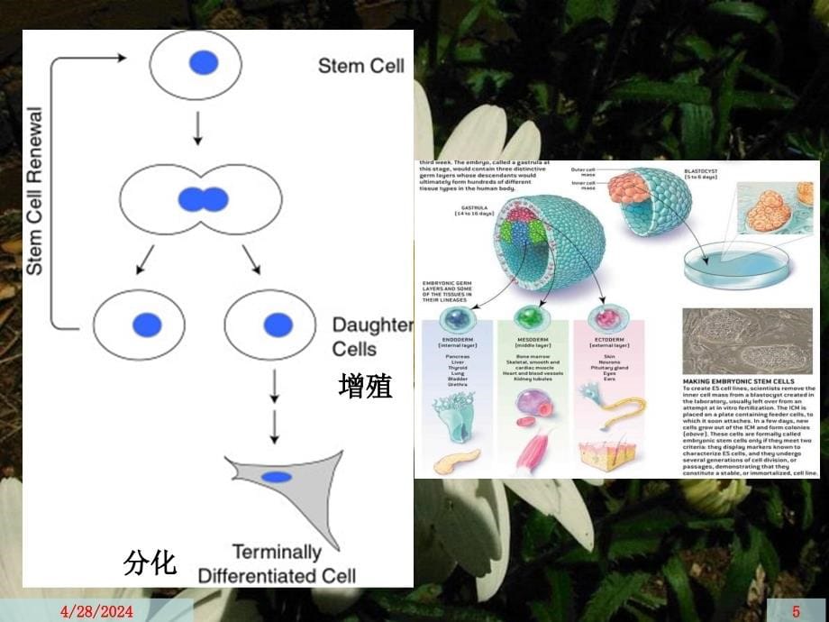 人类干细胞研究中的伦理问题（修改）ppt课件_第5页
