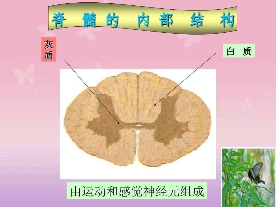 颈髓损伤伴不全瘫的查房ppt图文课件_第5页