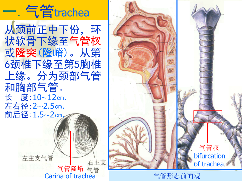 （耳鼻咽喉课件）鼻科学_1_第4页