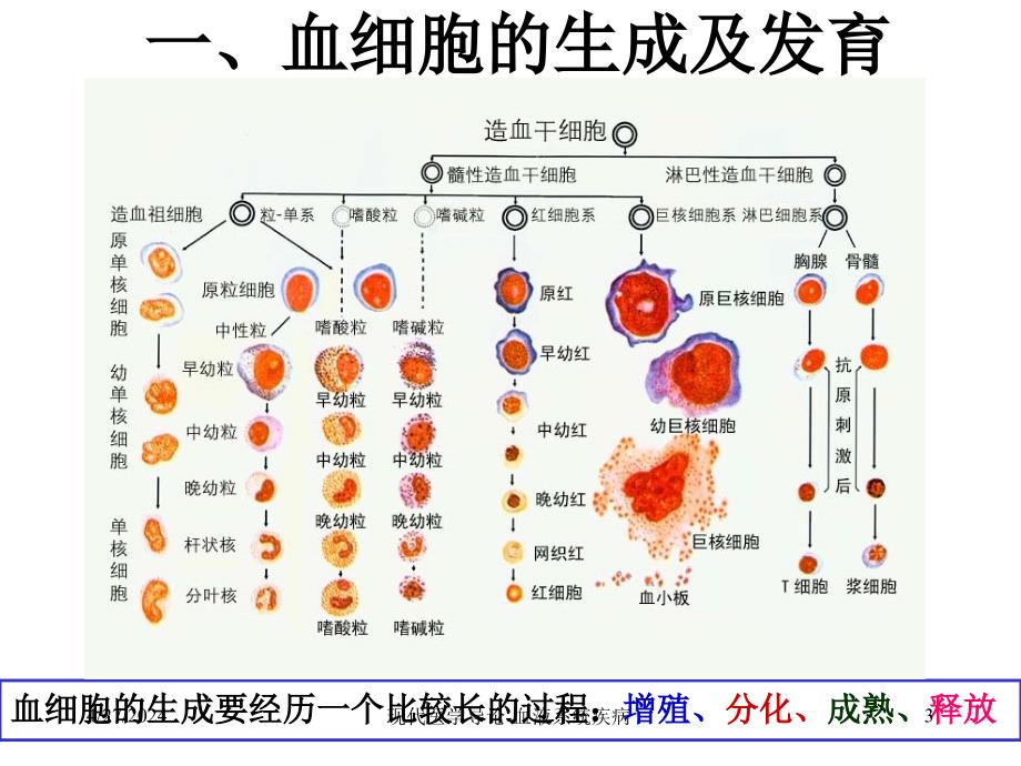 医学类现代医学导论血液系统疾病课件_第2页