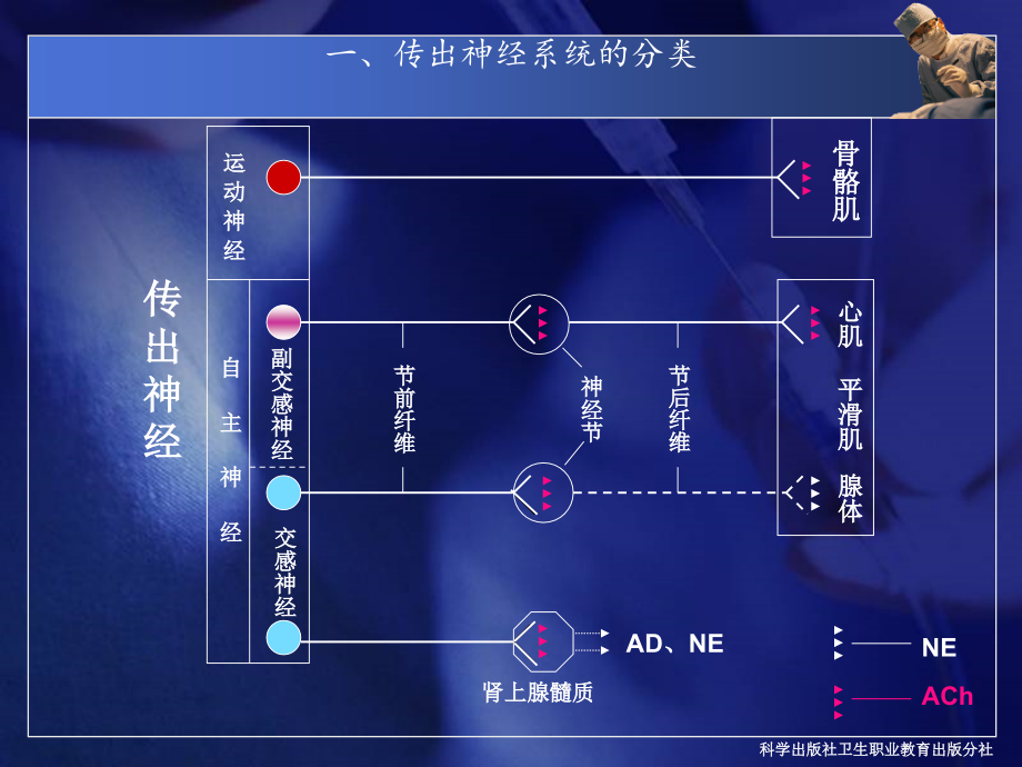 传出神经系统药课件 (2)_第3页