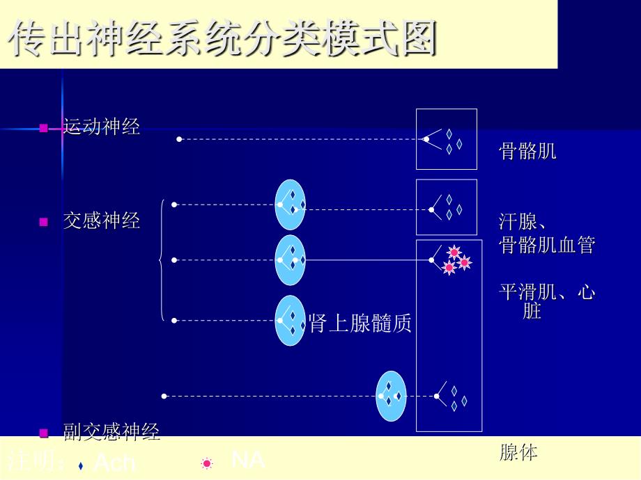 传出神经系统药_11课件_第3页