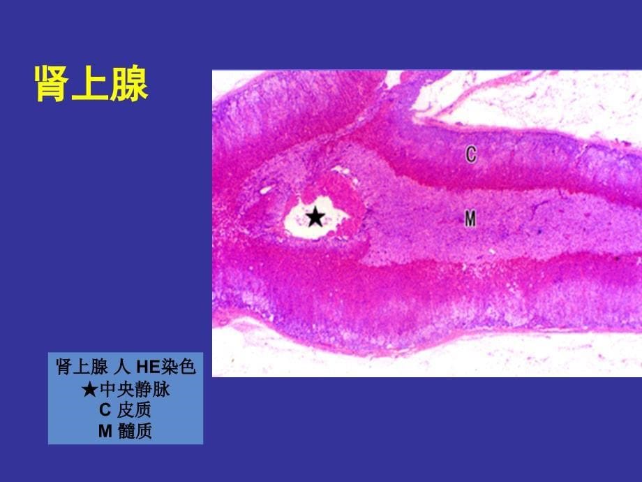 上海交通大学组织学与胚胎学  内分泌系统ppt课件_第5页