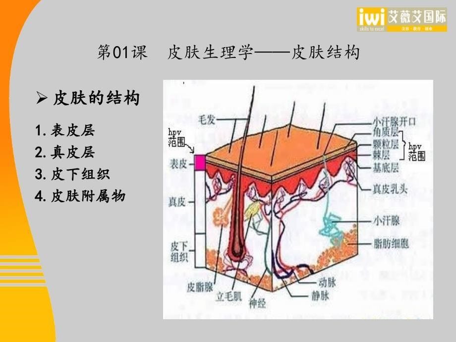 模板第0102课 皮肤生理学皮肤结构皮肤分析皮肤诊断课件_第5页