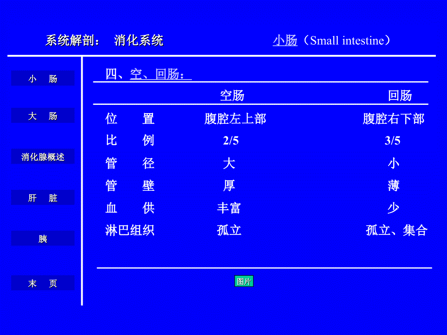 人体解剖学与组织胚胎学_消化系统课件_第3页